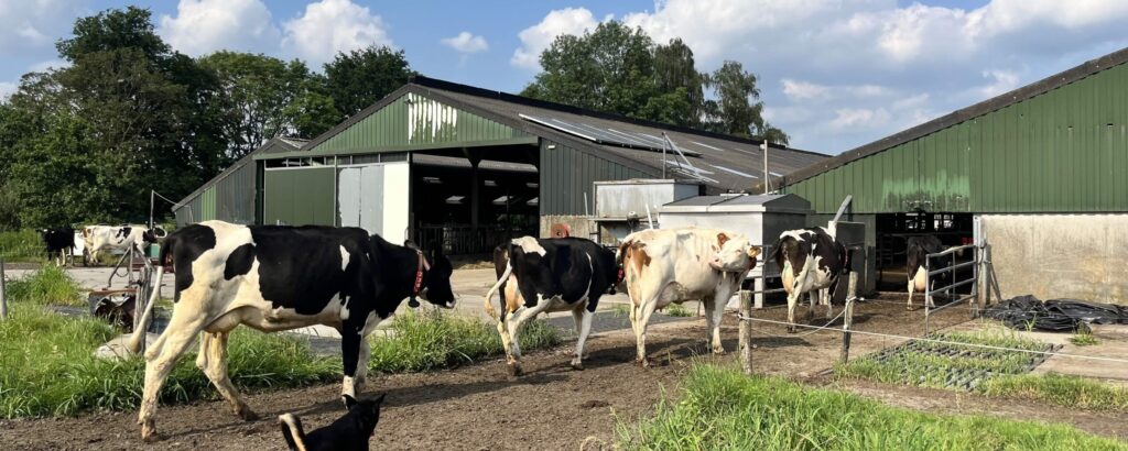 De koeien van biologische melkveehouderij De Kerkhoeve in Helvoirt gaan een hapje eten