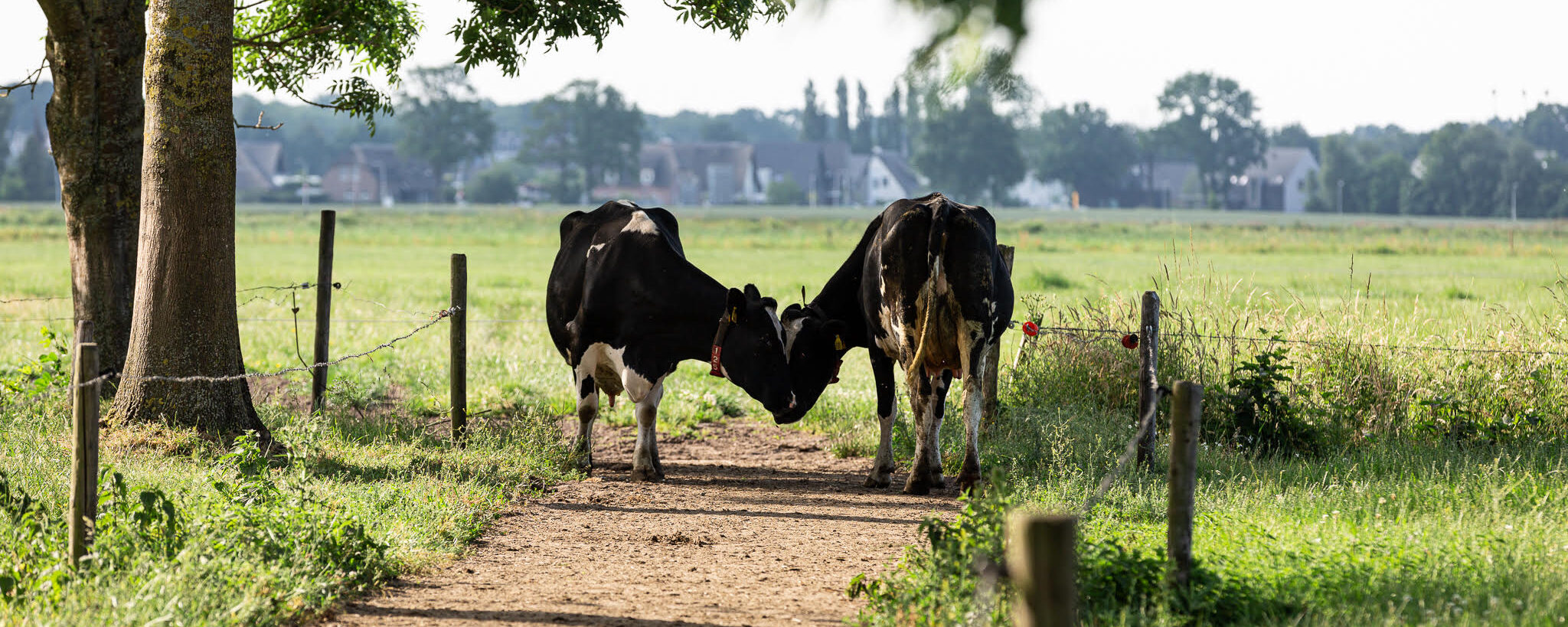 Koeien van biologische melkveehouderij De Dobbelhoeve, Udenhout